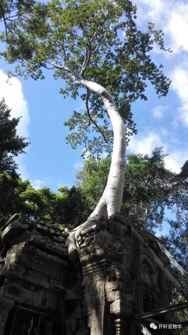 有人叫它们蛇树,我想也是形象,贴切的.