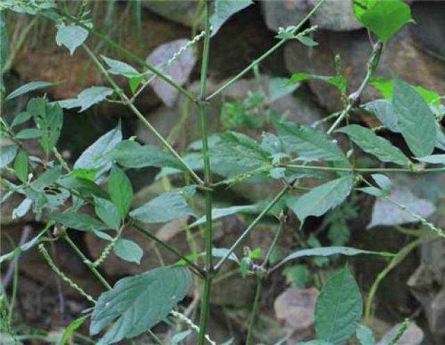 3.還有一種野生土牛膝,為莧科植物牛膝的野生種及柳葉牛膝