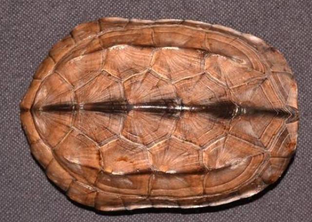 在古代,乌龟是一种 瑞兽,是 吉祥, 仁寿的象征.