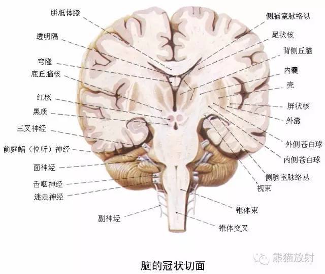 断层解剖只是截面投影,锻炼良好的空间想象力比死记硬背断层解剖结构