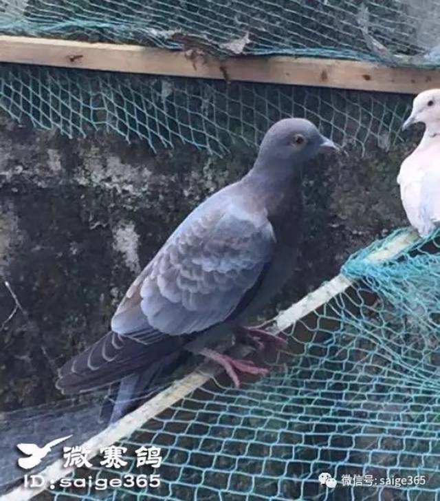 【鴿圍觀】鴿子斑鳩配出鴿鳩.