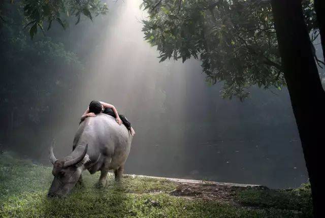 牧童骑在牛背上的图片图片