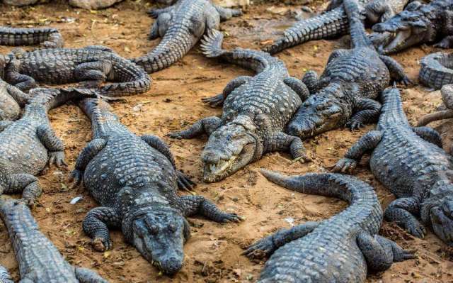 还有太多太多动物了 接下来出场的可是我们动物园杂技团的 大 明 星