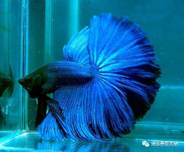 【每日一魚】泰國半月鬥魚,漂亮!