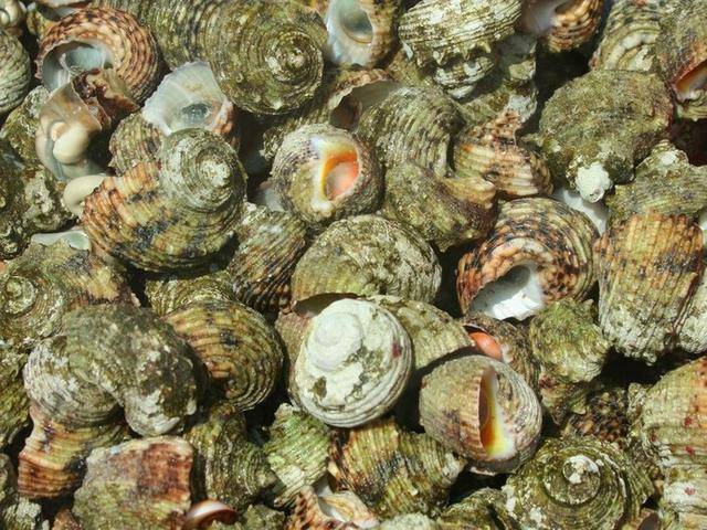 白面螺是他们招待俺的小吃,现在全变成壳了.