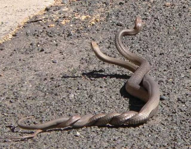 堪培拉tidbinbilla自然保护区惊现三条蛇扭打奇观!