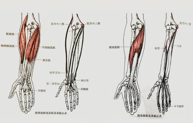 肱桡肌位置图片图片