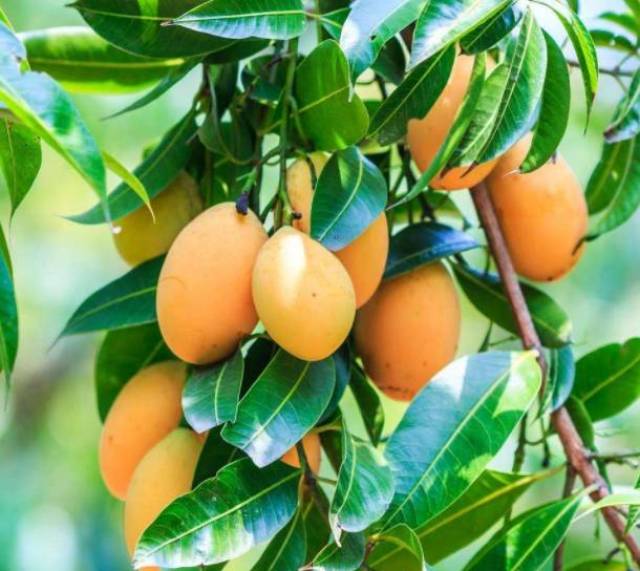 想要通过芒果管理迎高产?看看这5招