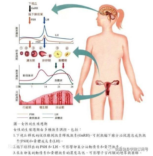 在垂体卵巢内分泌周期性变化的影响下,子宫内膜出现周期性的增殖,血管