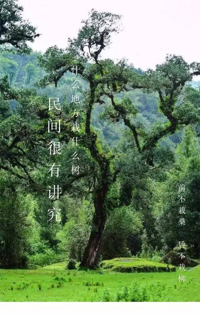 "前不栽桑,后不栽柳"是什么意思?
