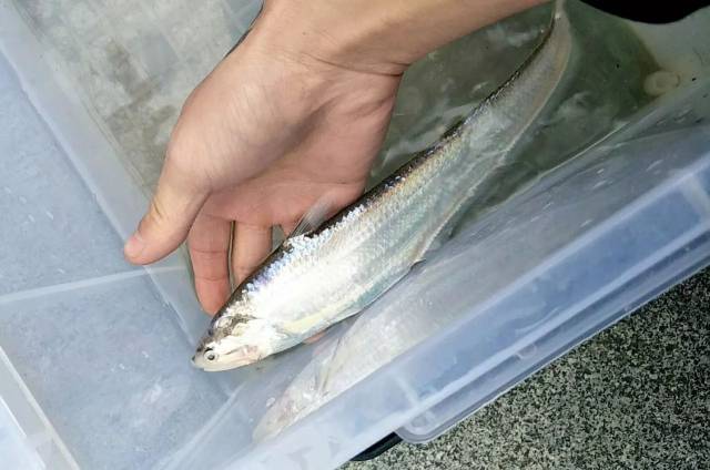 注意了 今天的钱塘江不仅仅有鱼