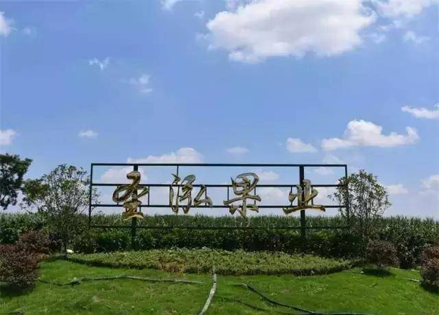 只要10元钱,巨峰葡萄任你吃,这家老板够豪爽