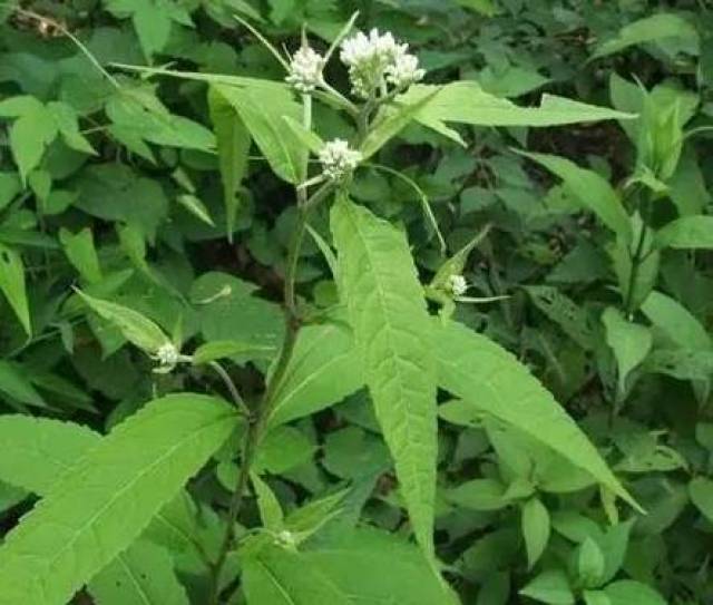 每日一药|泽兰_手机搜狐网