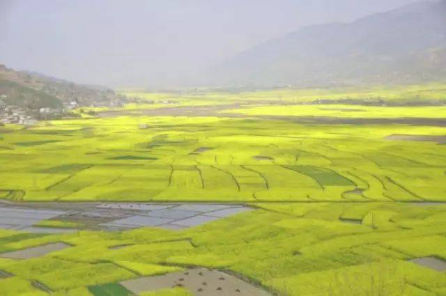 凉山越西油菜花节 凉山 其他国家 vs