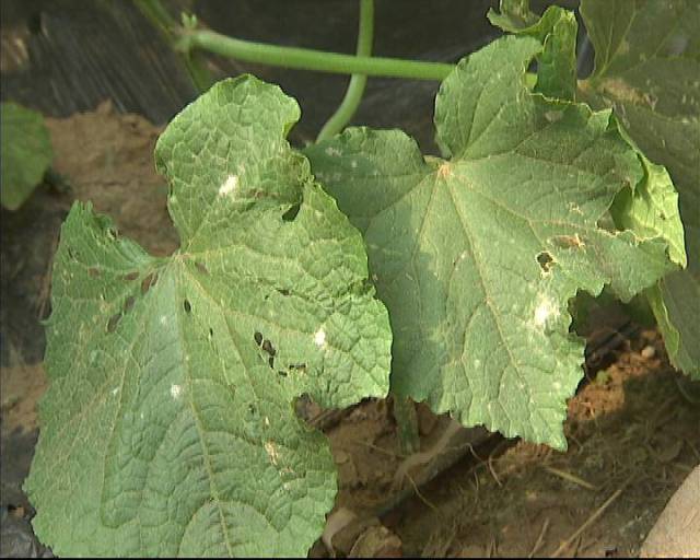 黃瓜白粉病 10月12日中午一點專家跟您講解菜花黑腐病,以及馬鈴