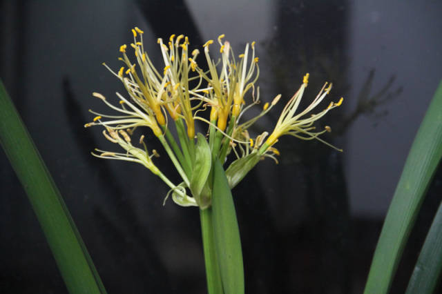 无瓣君子兰,开花很特别啊.好像是掉了花瓣的花蕊在枝头.