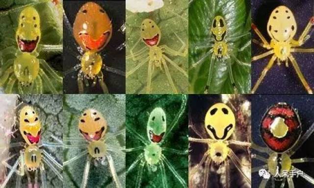 幸运的是,笑脸蜘蛛并没有和黑寡妇一样有致命的毒液,它们是无毒且友善