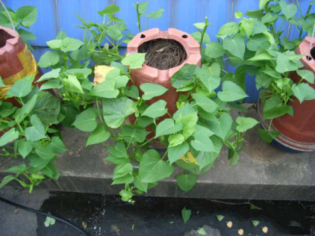 倒扣花盆种菜法,5天收获一批青菜,给水肥开个窗口