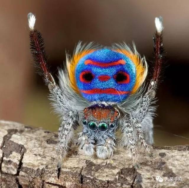 笑脸蜘蛛 吓人图片