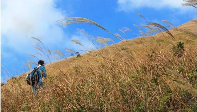 漫山遍野的青草在迎风飘扬,行走其中有种浪漫的诗意感.