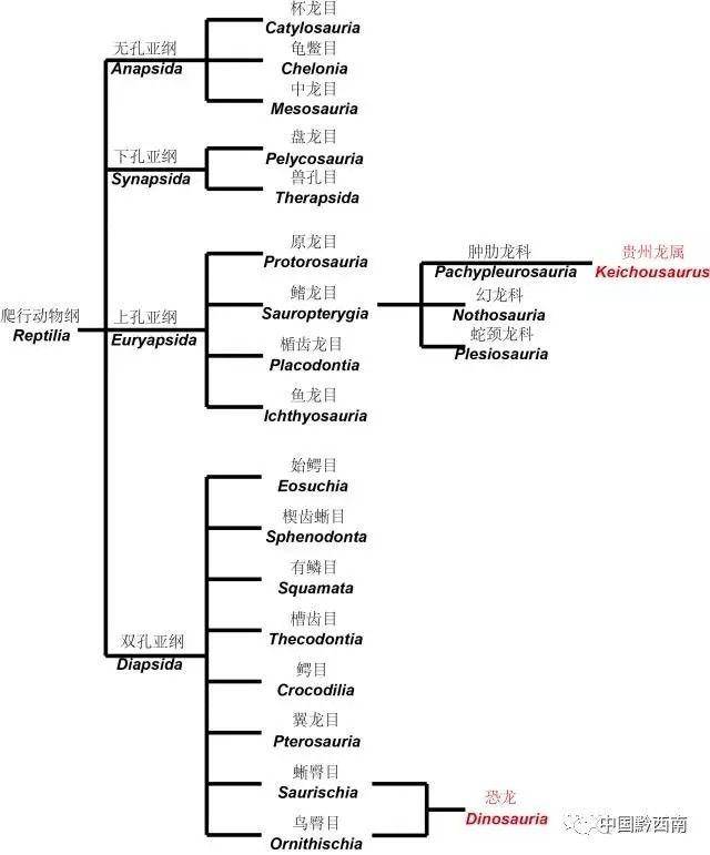 申報世界地質公園科普-興義古生物動物群(八)——古生物篇