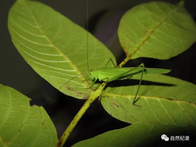绿螽 holochlora japonica 个体大,绿色.前翅具有黑白色细条纹.