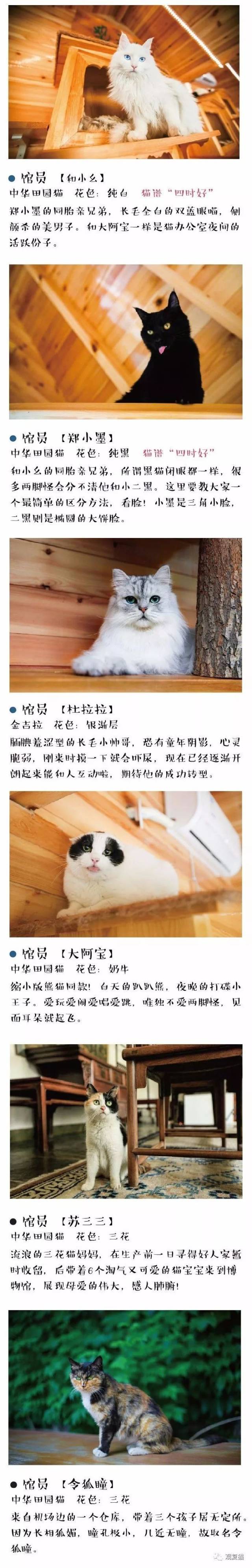 观复猫花名册图片