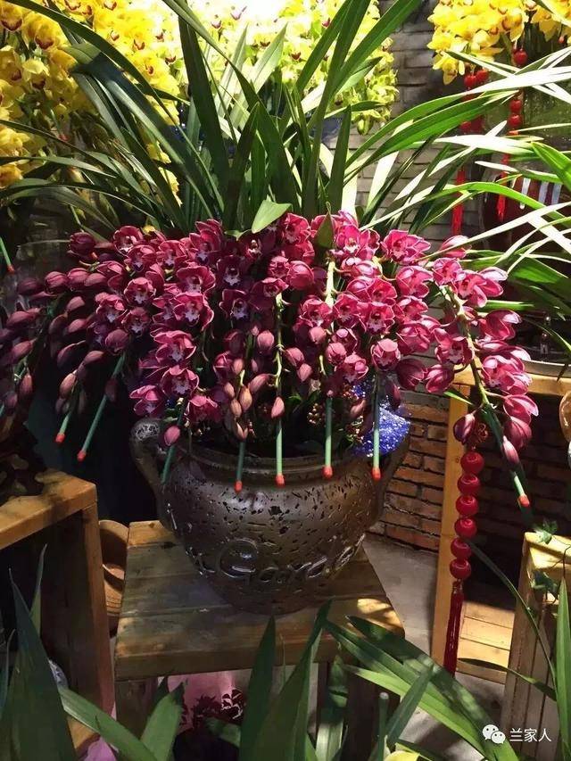 花为媒:佛前供兰花的由来与因果功德
