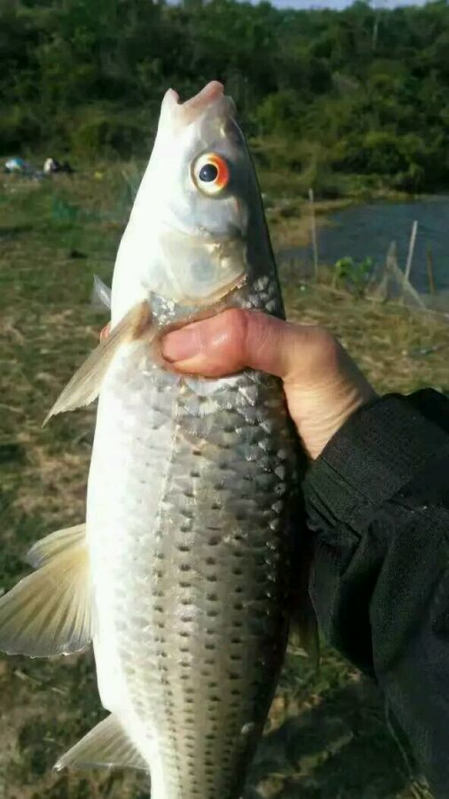 一般兩三的相當於四五斤的鯉魚 這種紅眼魚,應該是鯪魚的一種,只是不