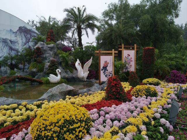 雨中赏菊—石家庄市第十四届金秋菊花展记