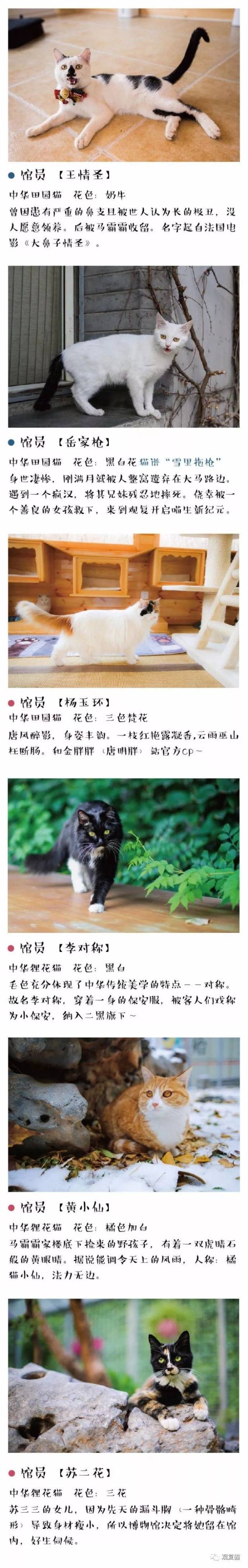 观复猫花名册更新啦