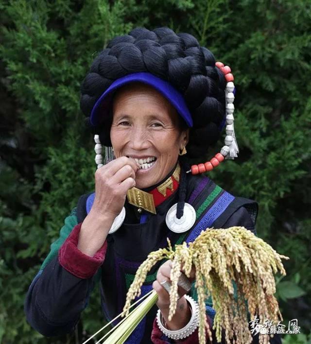 醉美五彩普雄梯田 彝乡尝新节稻谷飘香