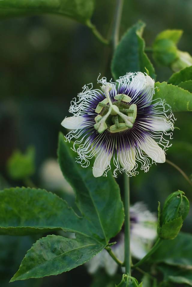 碧根果开花图片图片