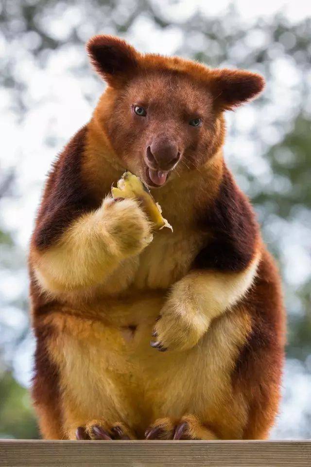 春天降至,来和树袋鼠打声招呼吧