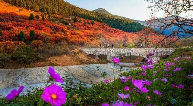 【金秋鳳凰國旅自組線路一】天然養生地,醉美官護山 青州古商城10.