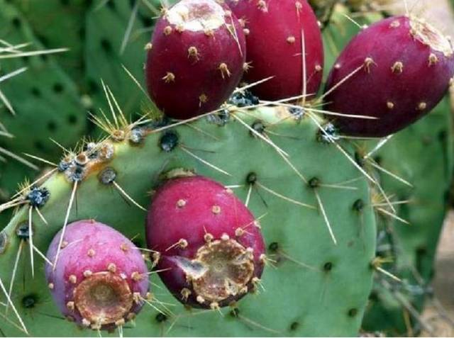 可食用部分是果柄,果实反而不能食用 果柄吃起来肉肉的 略带一些纤维