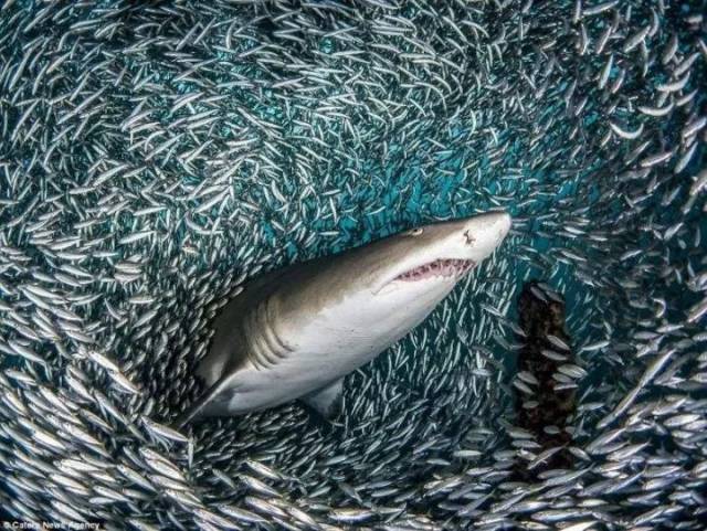 除了鯊魚,沒有人需要它的魚鰭