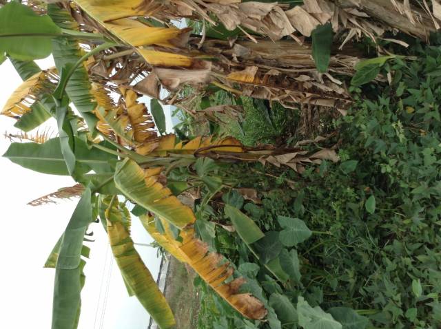 香蕉炭疽病有何危害症状怎样如何防治