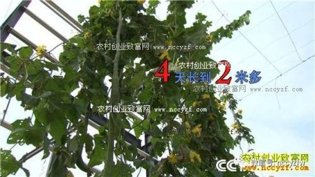 种植致富经_致富种植养殖_致富种植什么比较赚大钱