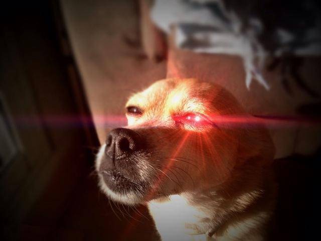 狗头眼睛发光表情包图片
