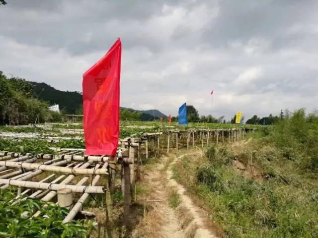 龙川县黄布镇百香果大丰收!进果园都可免费品尝!