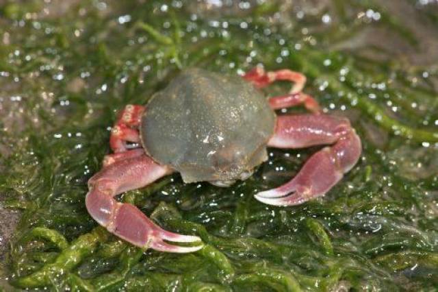 第一个吃螃蟹的人,你见到这32种鬼畜蟹还敢吃吗!_手机搜狐网