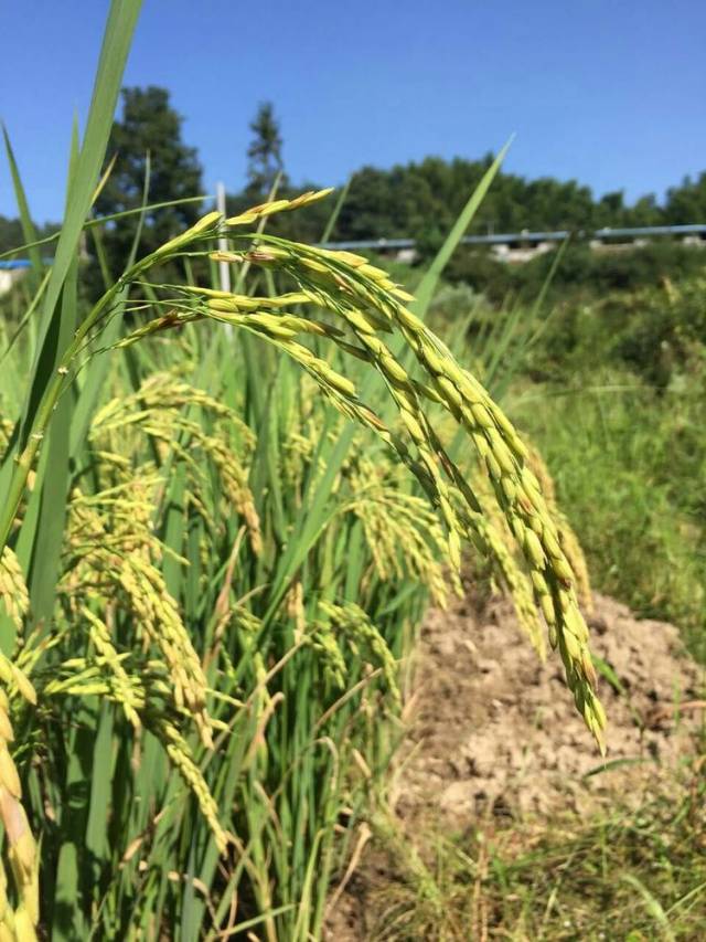 金黄的稻子熟了!湖北黄梅南北山生态农场喜获丰收