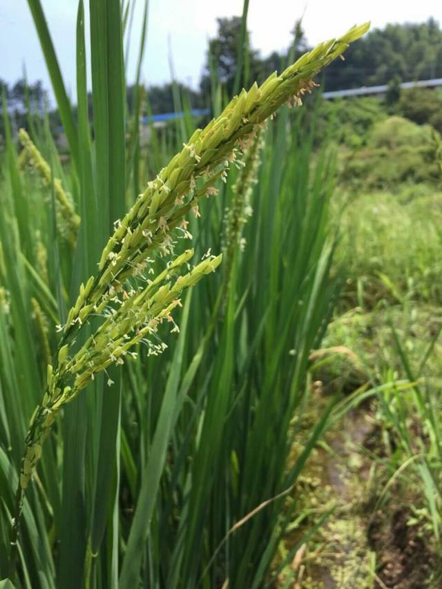 金黃的稻子熟了!湖北黃梅南北山生態農場喜獲豐收