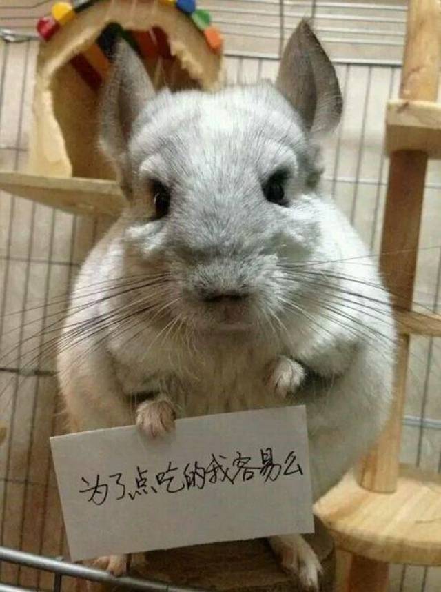 除了温顺可爱,龙猫的八个基本天性你知道几个?