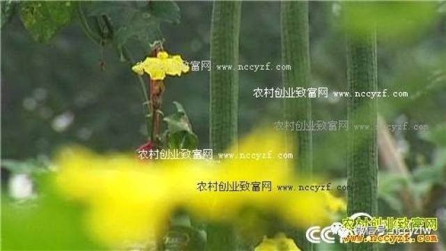 致富种植养殖_致富种植什么比较赚大钱_种植致富经