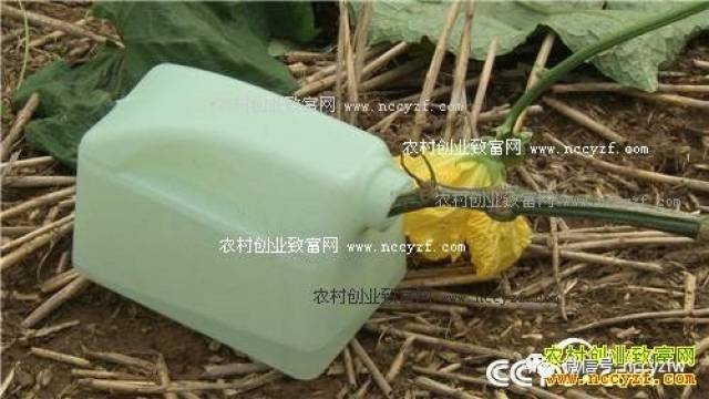 致富种植什么比较赚大钱_致富种植养殖_种植致富经