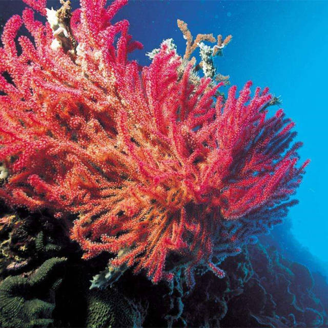 红珊瑚手机壁纸图片
