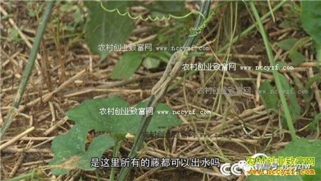 致富种植养殖_致富种植什么比较赚大钱_种植致富经