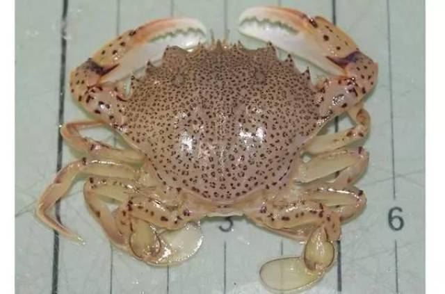 俗称:豹纹蟹,蟹女士 似乎看到了很多同款帽子,裙子,裤子,袜子.